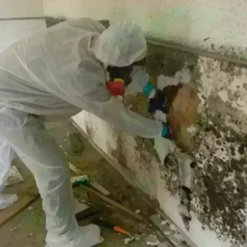 Mold Remediation and Removal in Punta Santiago, PR